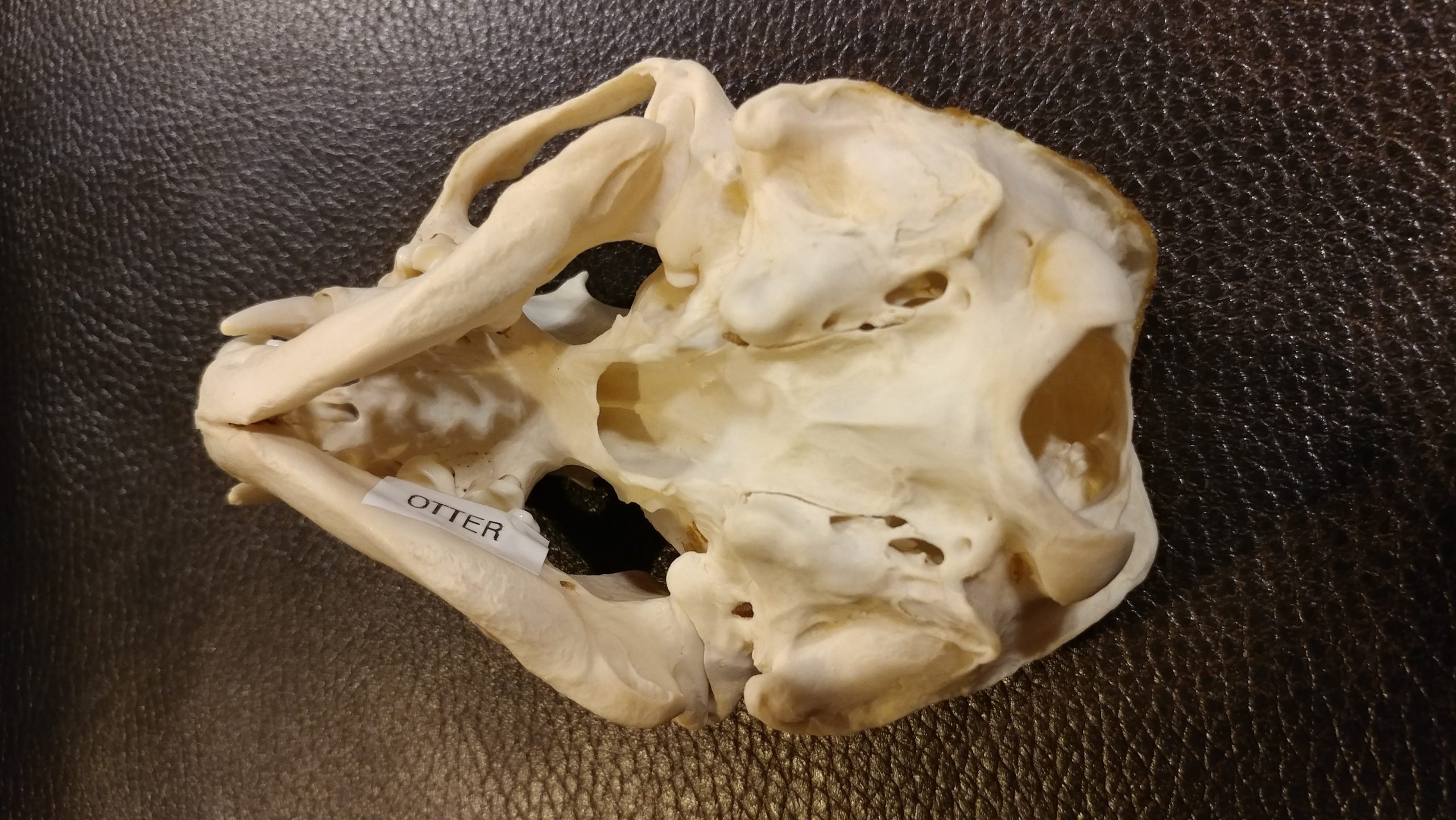 Perfect Real American River Otter Skull 