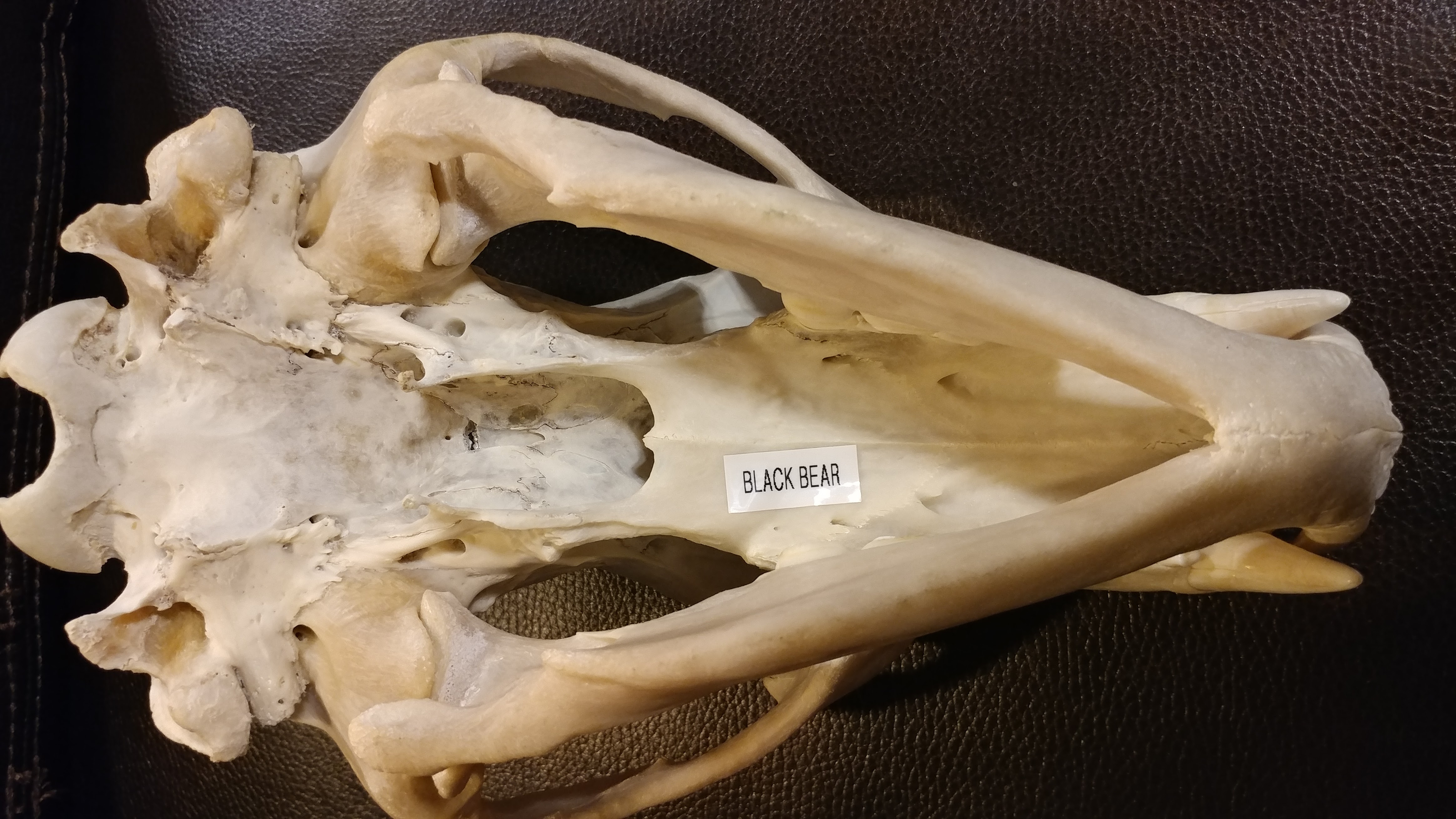 Real American Black Bear Skull | LarryFlaxman.com